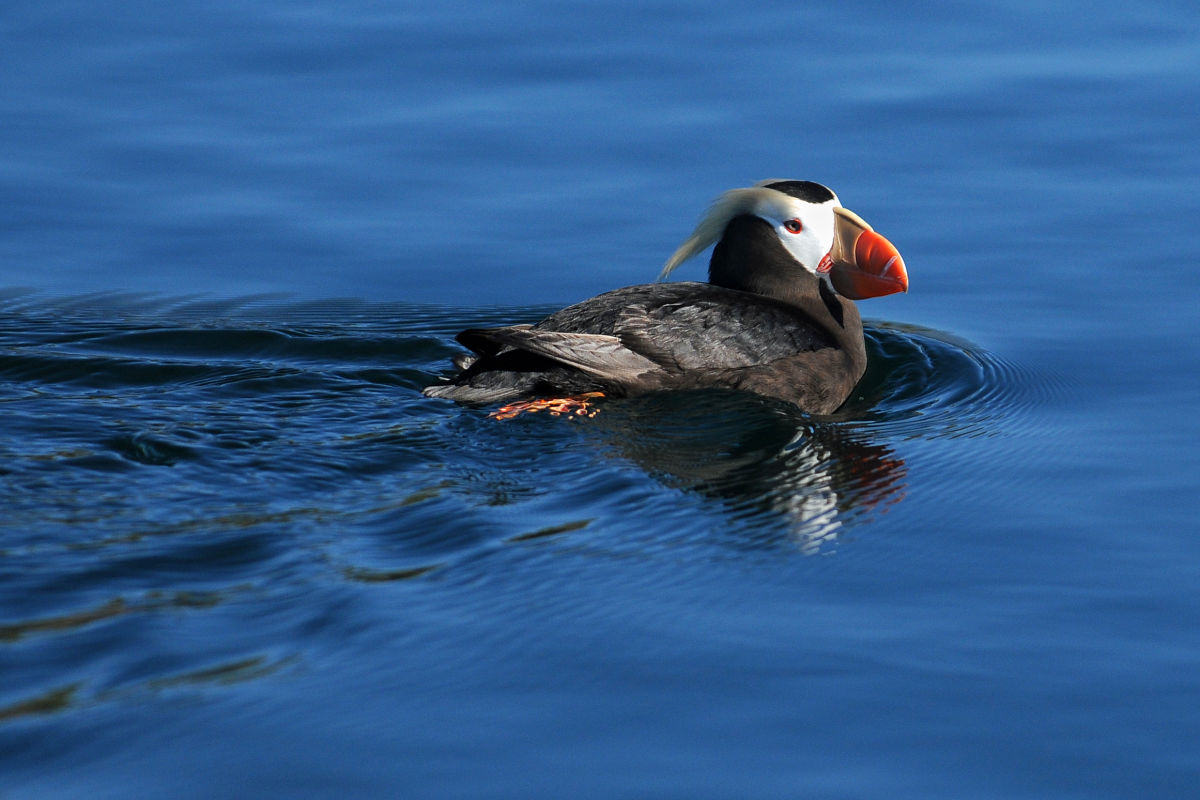 Tufted Puffins Are Disappearing from Oregon’s Coast
